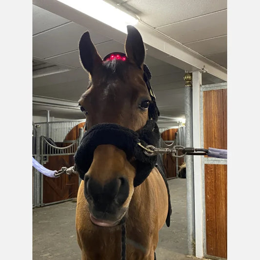 Equine LTS - Versatile Red & Near-InfraRed Poll Cap