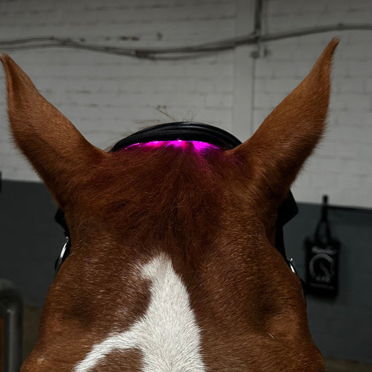 Equine LTS Versatile Triple Light Therapy Poll Cap 2.0 + Elastic belt