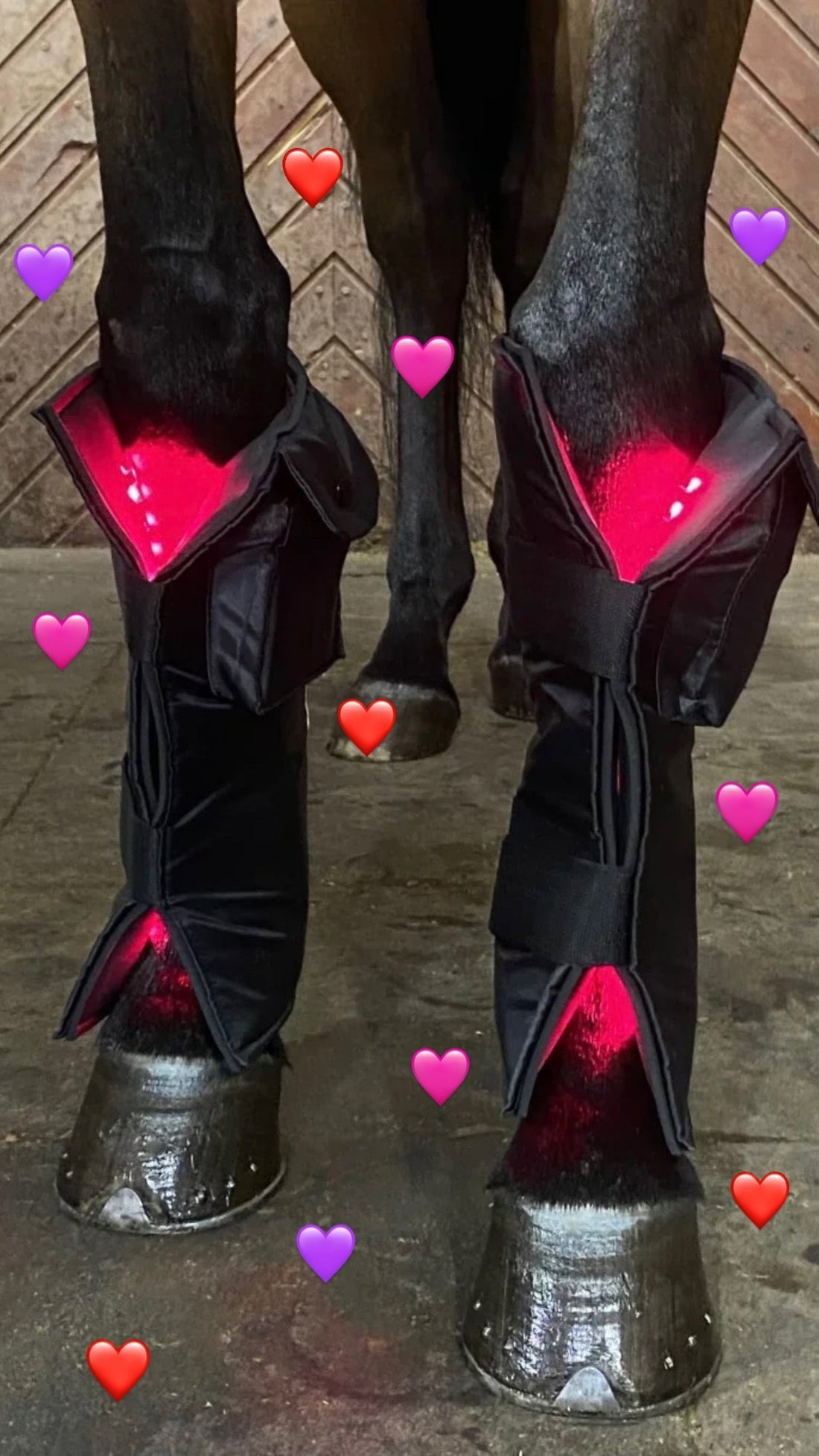 This Valentine’s: Give the gift of wellness 🐴