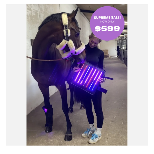 Equine LTS SUPREME - App Controlled Triple Light Therapy Boot - 1 Piece (Single)