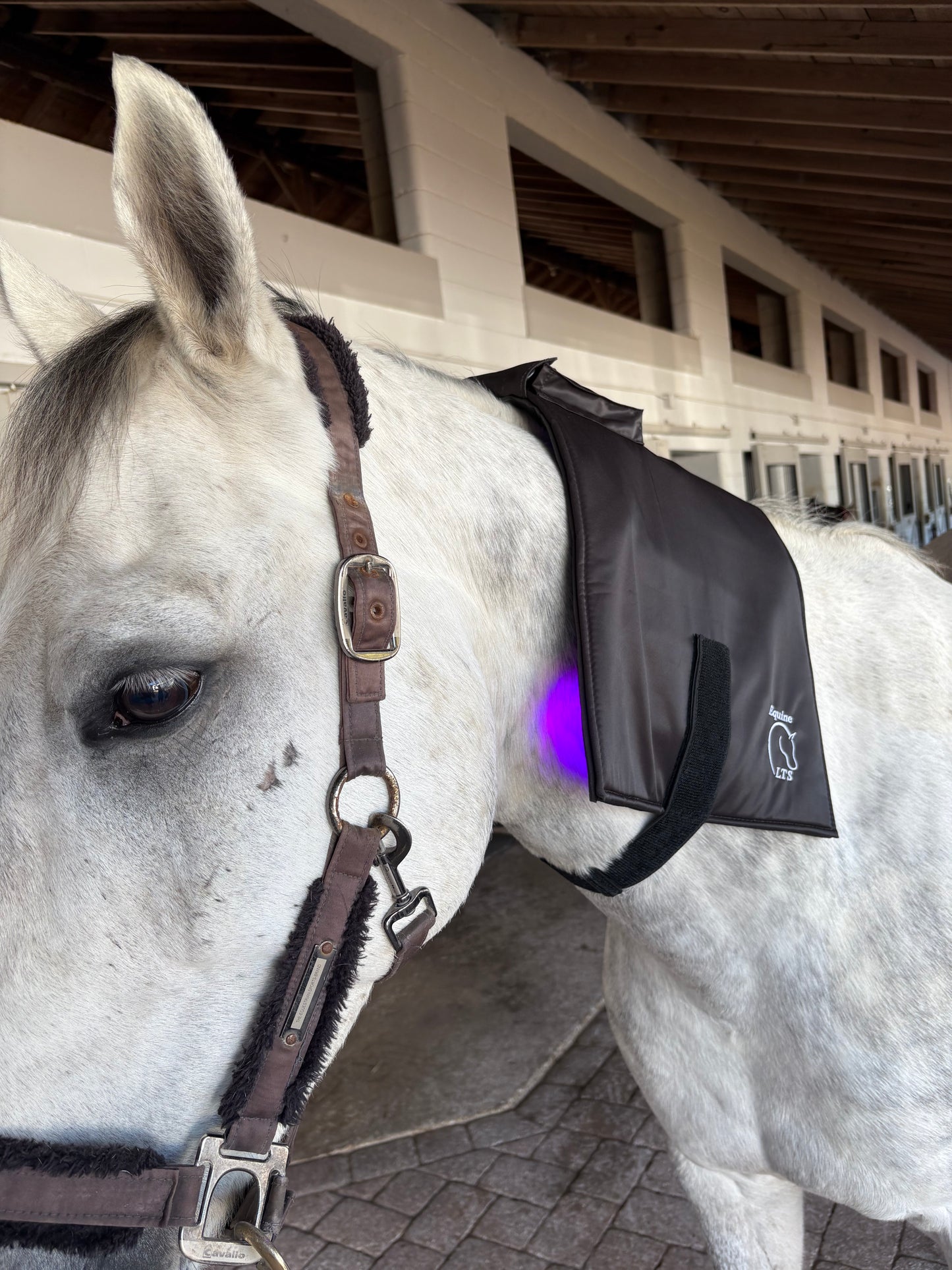 Equine LTS Mini Pro Supreme