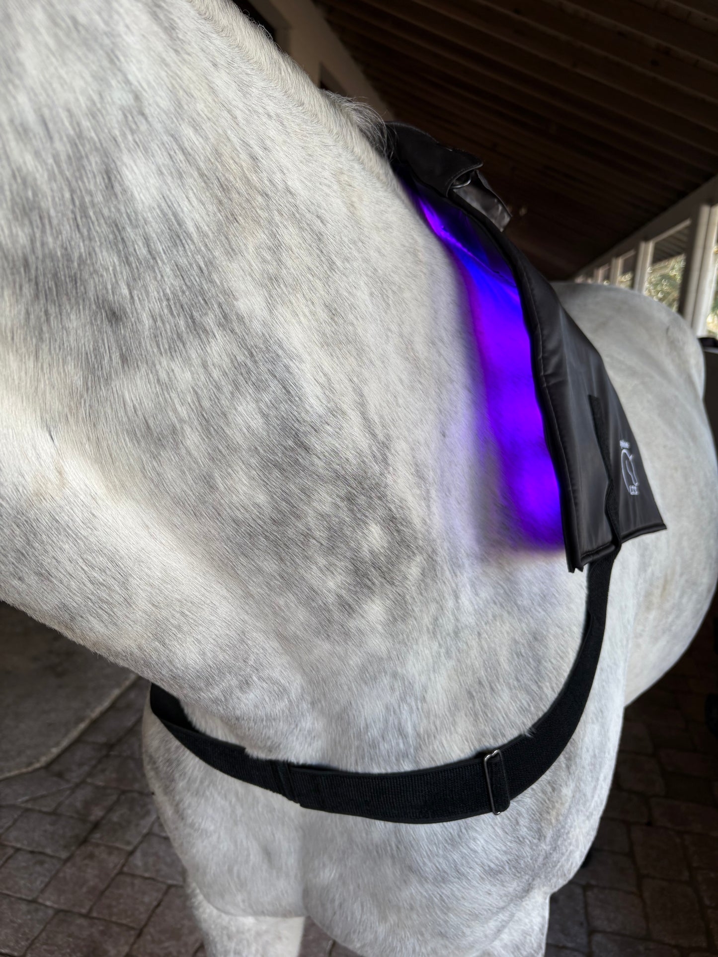 Equine LTS Mini Pro Supreme