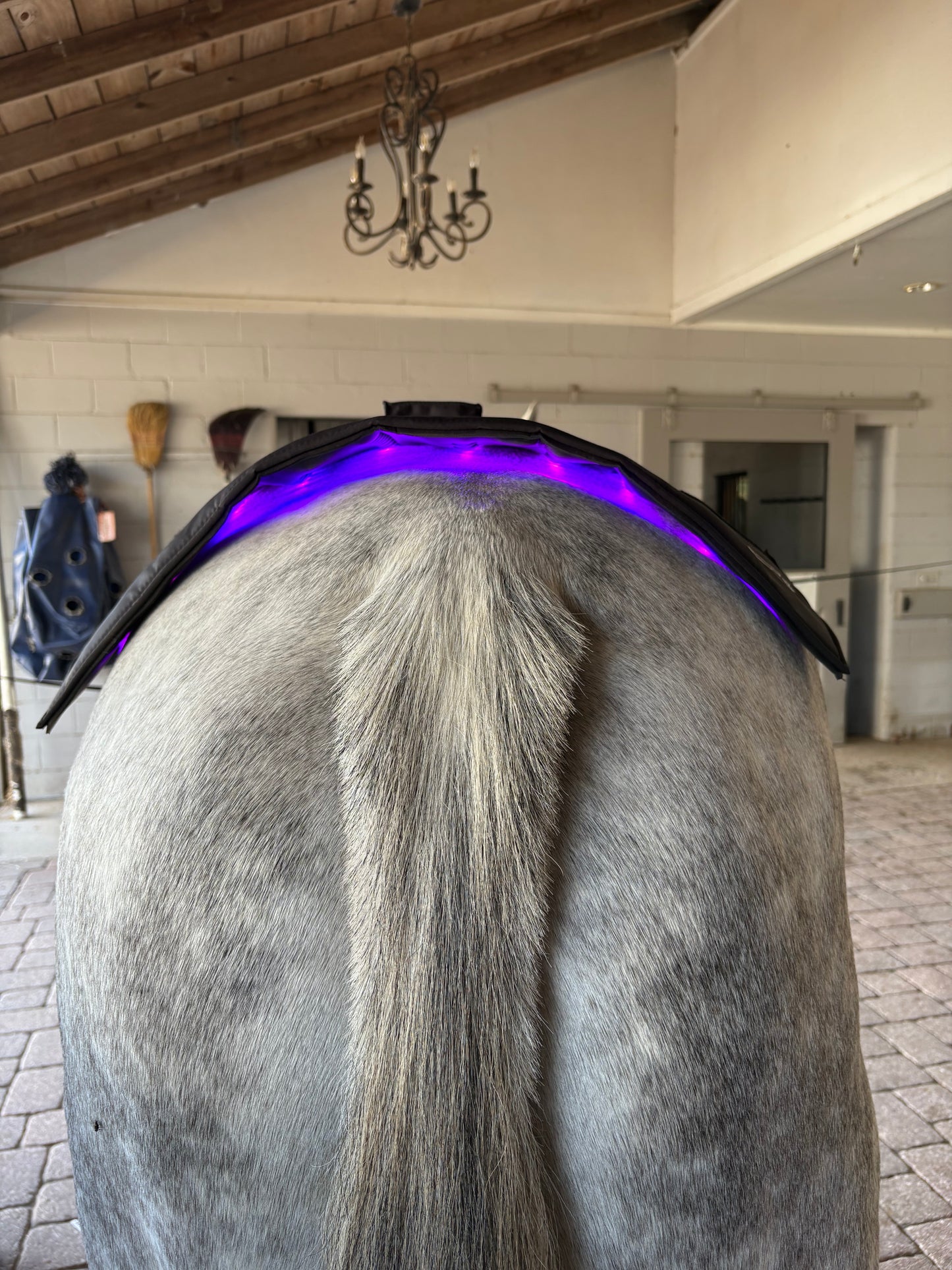 Equine LTS Mini Pro Supreme