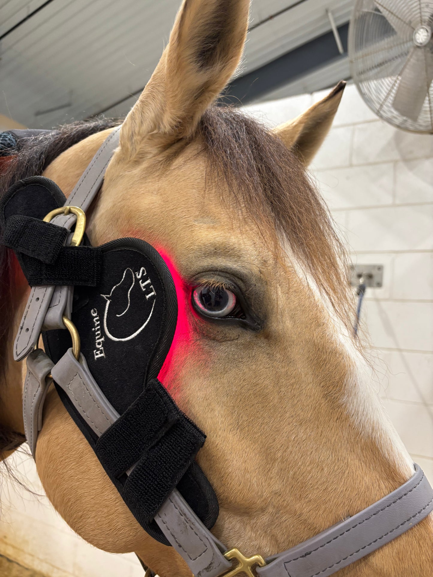 Versatile LTS Poll Cap Red Edition