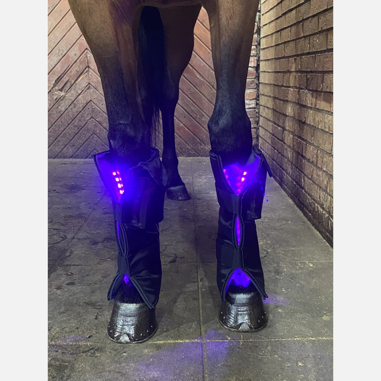 Equine LTS 3.0 – 2 Pieces (Pair)