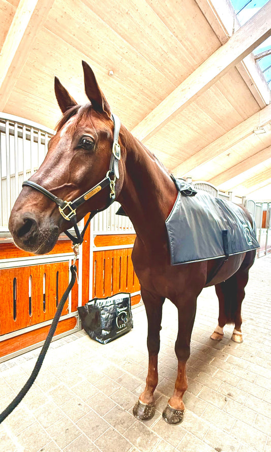 Equine LTS Topline Action