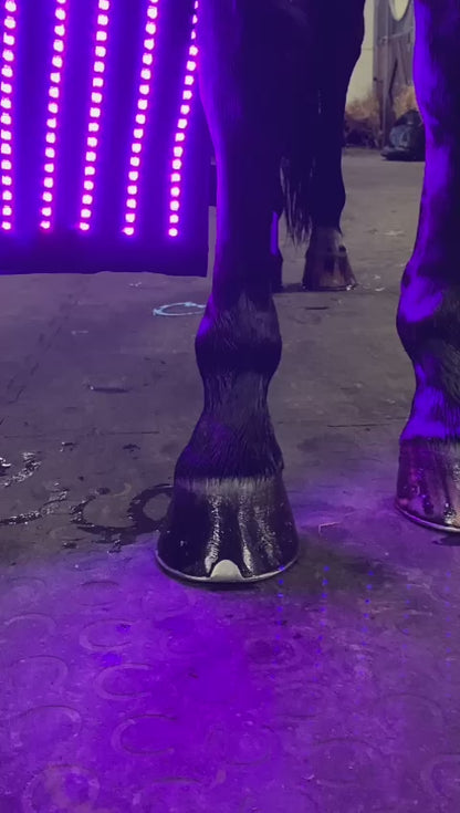 Equine LTS 3.0 – 1 Piece (Single)